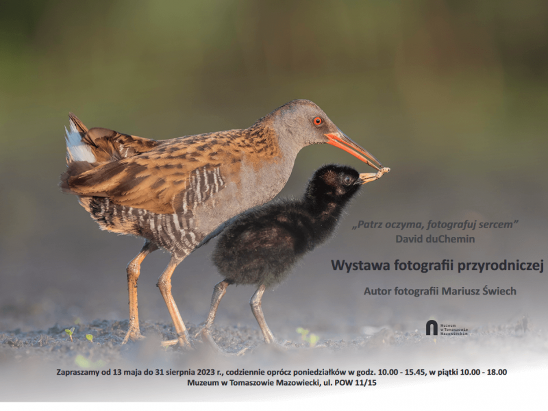 Na zdjęciu plakat fotografii przyrodniczej Mariusza Świecha. Na zdjęciu ptak z piskleciem